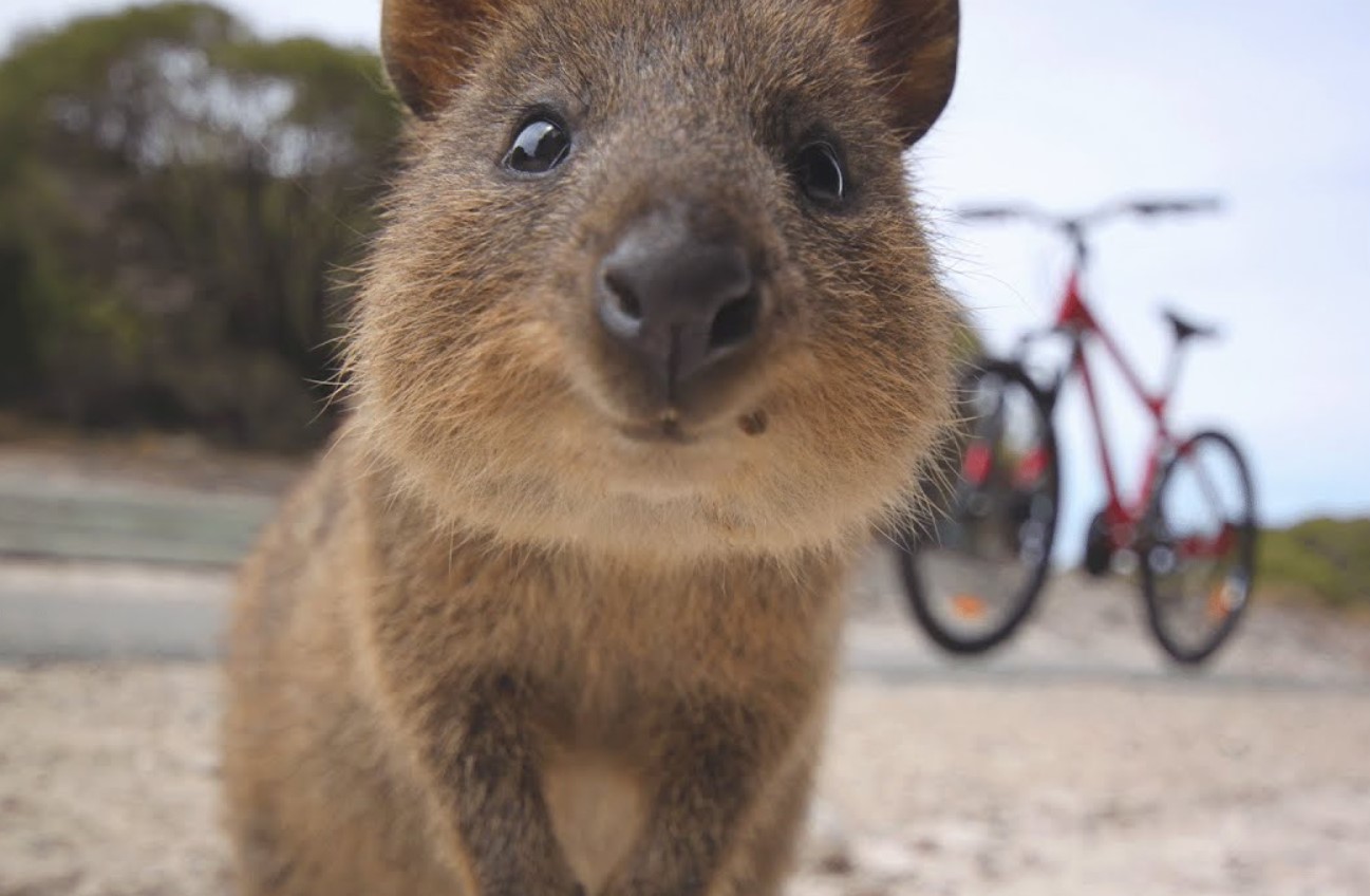 Et dyr, der ikke kender til bekymringer: quokkaen og dens evne til at få et smil frem på alles læber