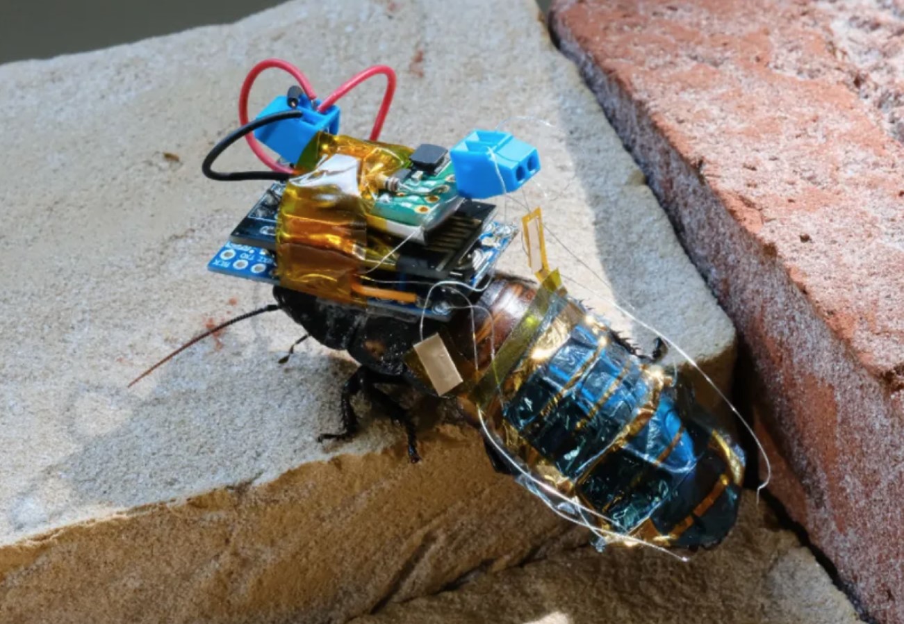 Forskere i Kina har forvandlet bier til cyborgs til militær efterretning: The Telegraph