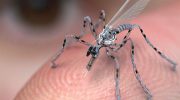 I Kina har man udviklet en robotmyg til spionage