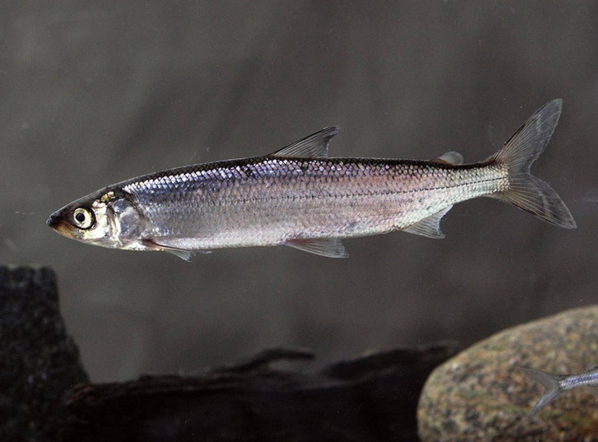 Sølvskatten fra de kølige dybder: hvordan lever fiskarten røding