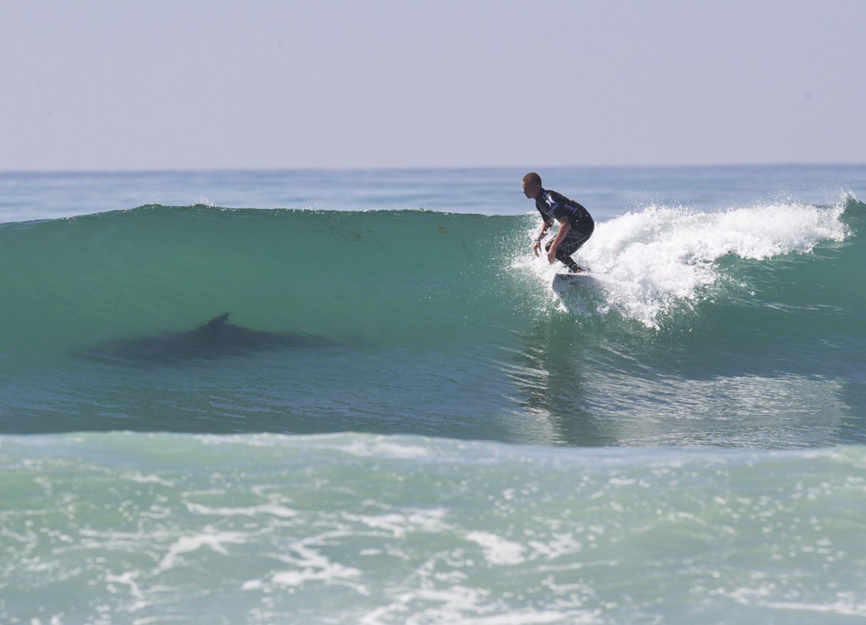 Sådan overlever du et hajangreb: Australsk surfer fandt den bedste måde at stoppe blødningen på