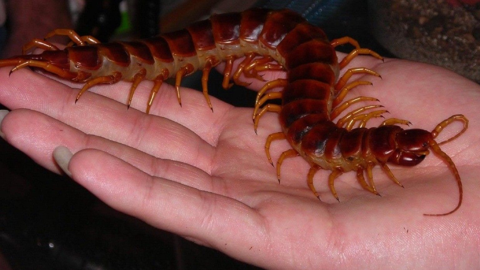 Gigantisk skolopendra — den giftigste tusindben