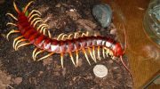 Gigantisk skolopendra — den giftigste tusindben
