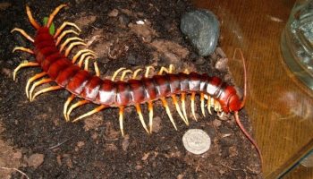 Gigantisk skolopendra — den giftigste tusindben