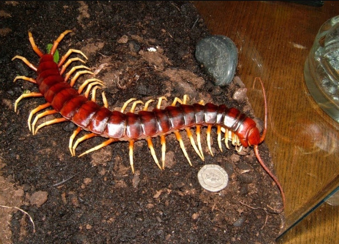 Gigantisk skolopendra — den giftigste tusindben