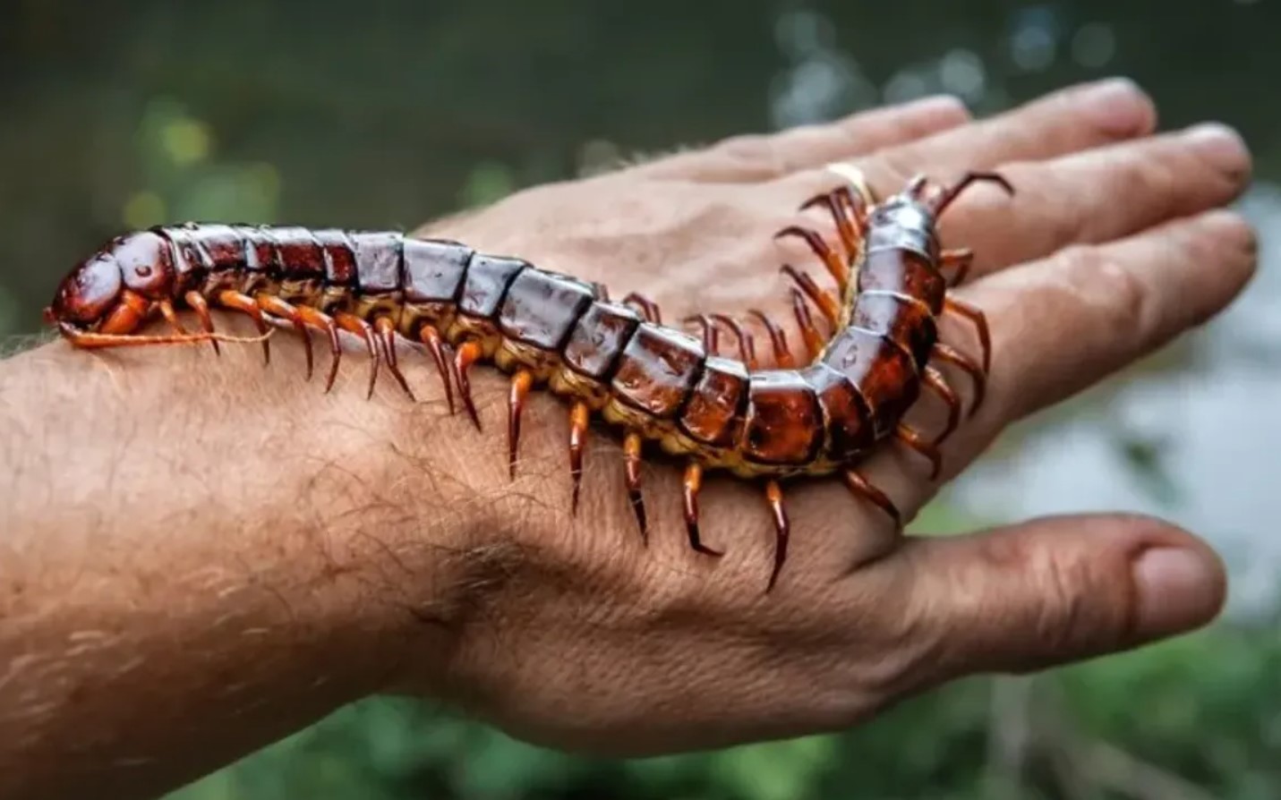 Gigantisk skolopendra — den giftigste tusindben