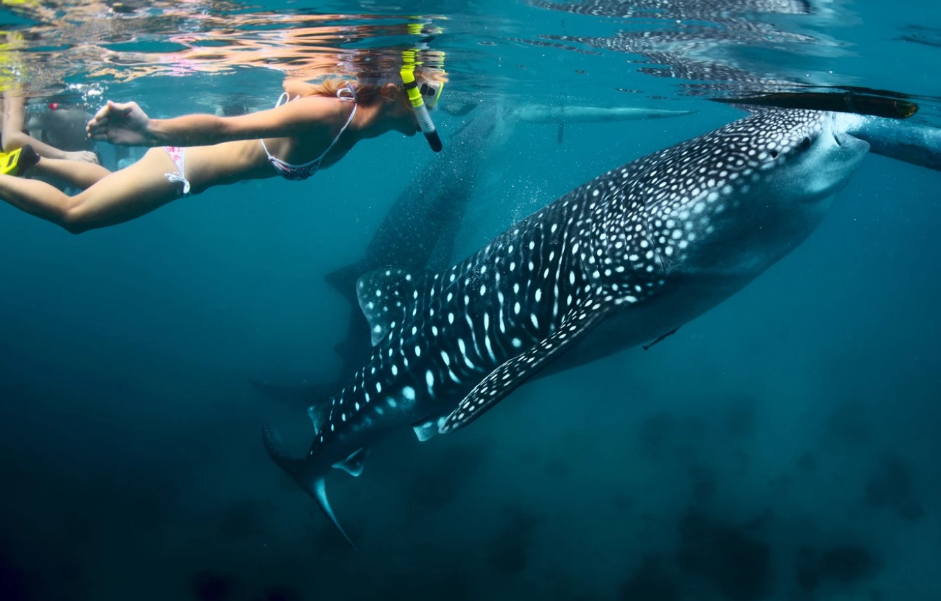Det bedste og mest bæredygtige sted at snorkle med hvalhajer? Det er Ningaloo i Australien