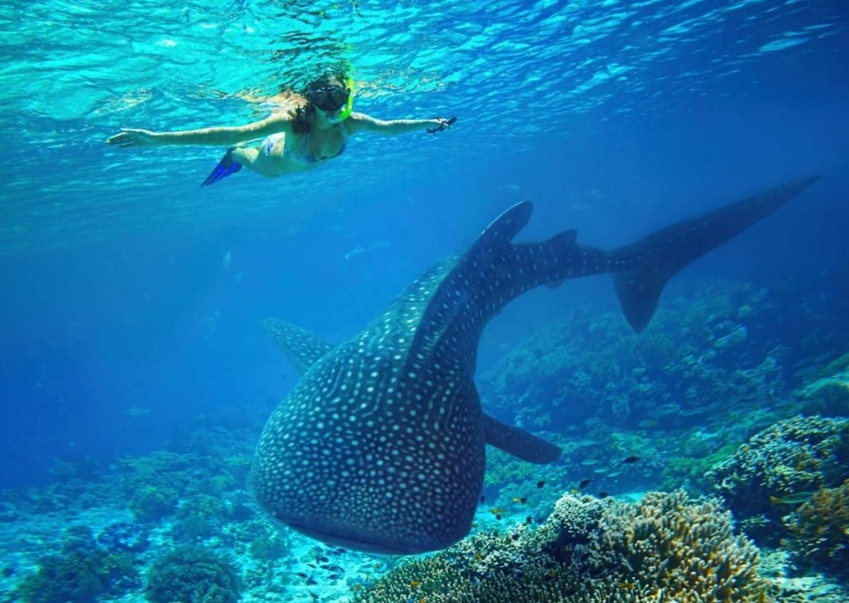 Det bedste og mest bæredygtige sted at snorkle med hvalhajer? Det er Ningaloo i Australien