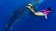 Det bedste og mest bæredygtige sted at snorkle med hvalhajer? Det er Ningaloo i Australien