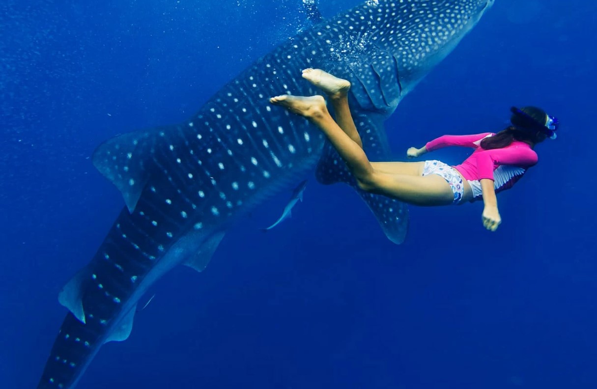 Det bedste og mest bæredygtige sted at snorkle med hvalhajer? Det er Ningaloo i Australien