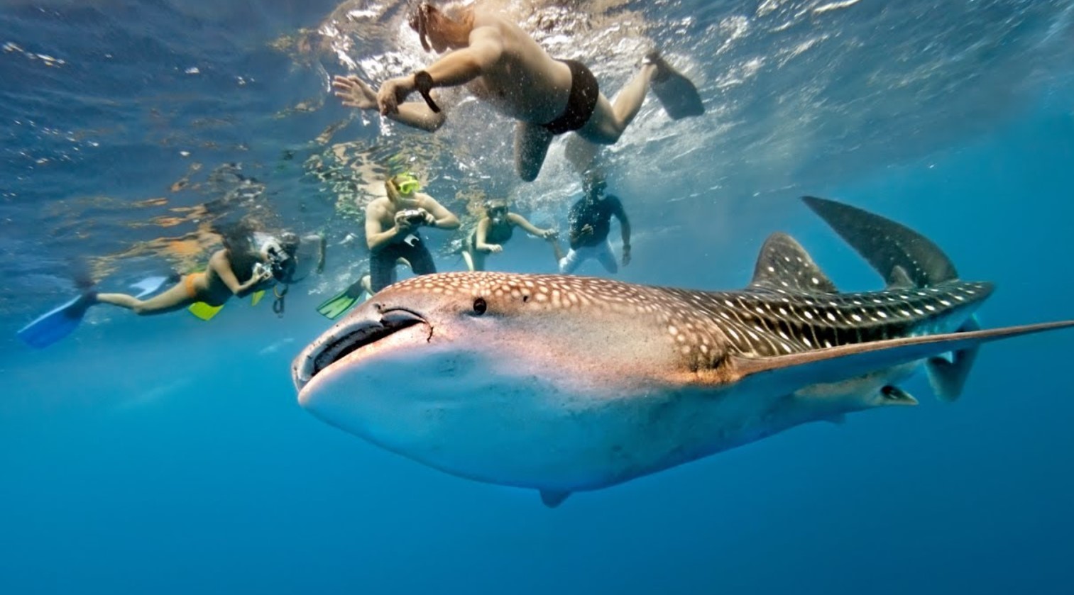Det bedste og mest bæredygtige sted at snorkle med hvalhajer? Det er Ningaloo i Australien