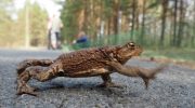 Den store sommervandring af tudser er begyndt: hvis du vil hjælpe de padder, kan en biolog give dig nogle nyttige råd