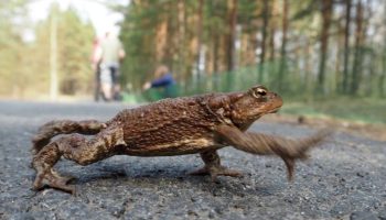 Den store sommervandring af tudser er begyndt: hvis du vil hjælpe de padder, kan en biolog give dig nogle nyttige råd