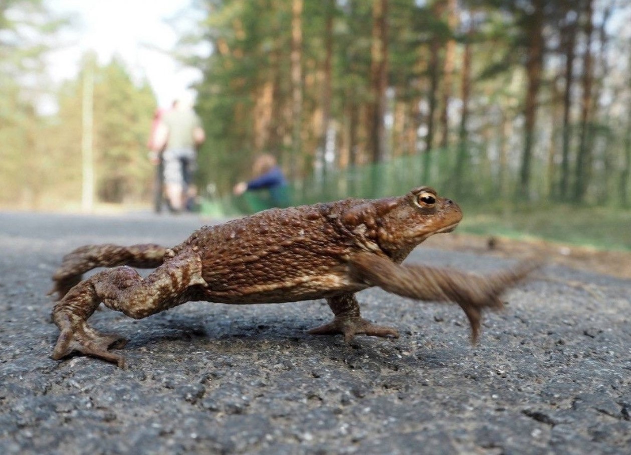 Den store sommervandring af tudser er begyndt: hvis du vil hjælpe de padder, kan en biolog give dig nogle nyttige råd