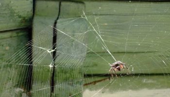 Hvordan man hurtigt fjerner spindelvæv fra hjørnerne af altanen eller terrassen: et smart trick, der kun tager et par minutter