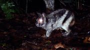 Nesolagus netscheri: verdens sjældneste kanin set på Sumatra