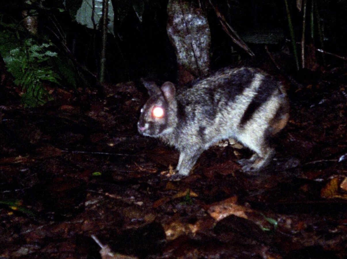 Nesolagus netscheri: verdens sjældneste kanin set på Sumatra