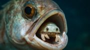 Et dødeligt måltid fra juryens tid. Fisk, der døde, mens de forsøgte at spise sig mætte