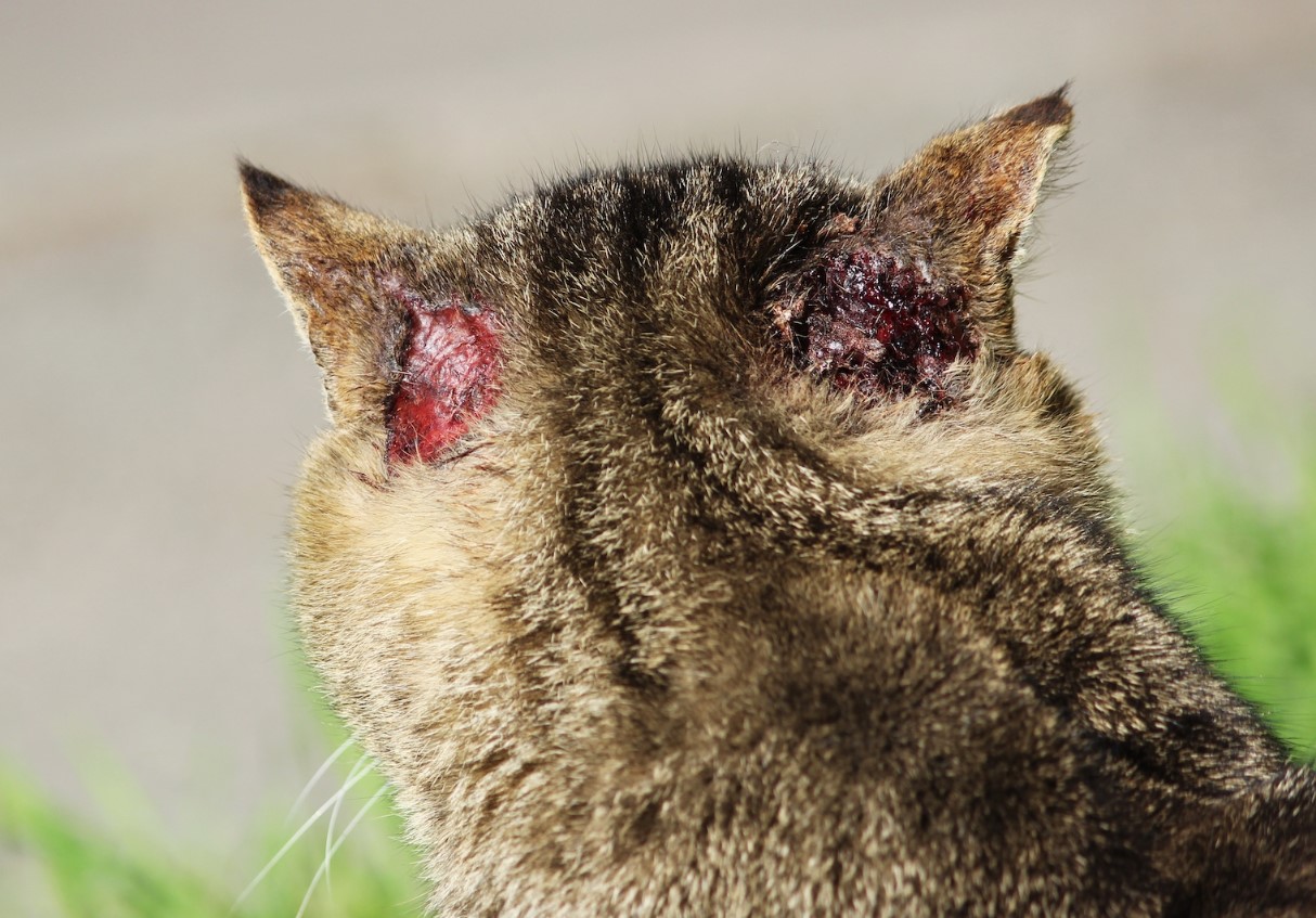 Katten kommer ikke ud af huset – og er alligevel i fare: hvordan parasitter trænger ind i huset, og hvad man kan gøre ved det