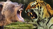 Jæger og bølle: hvad sker der, hvis en tiger og en bjørn ikke kan dele byttet