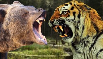 Jæger og bølle: hvad sker der, hvis en tiger og en bjørn ikke kan dele byttet