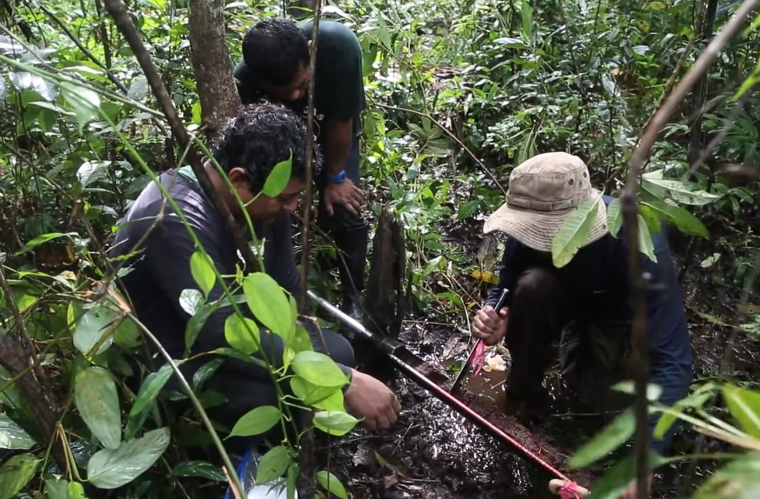 Et tørvemark i Amazonas er holdt op med at absorbere kulstof. Hvad betyder det?