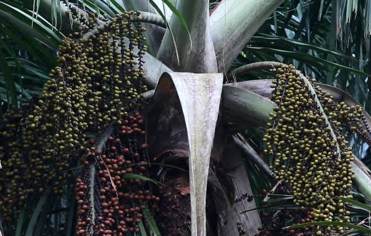 Et tørvemark i Amazonas er holdt op med at absorbere kulstof. Hvad betyder det?