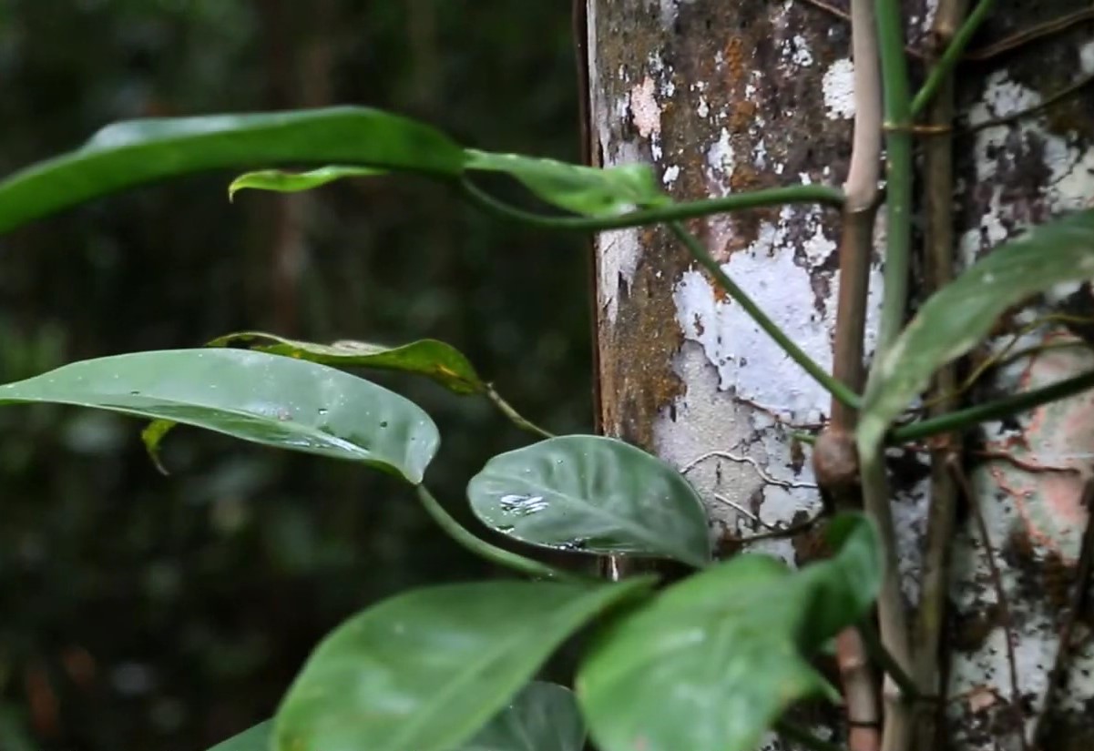 Et tørvemark i Amazonas er holdt op med at absorbere kulstof. Hvad betyder det?