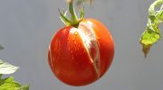 Hvad skal man gøre, hvis tomaterne på busken sprækker: ændr vandingsregimet