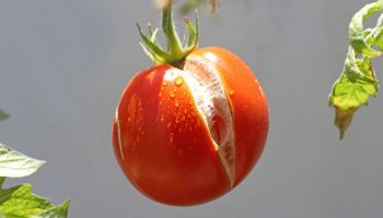 Hvad skal man gøre, hvis tomaterne på busken sprækker: ændr vandingsregimet