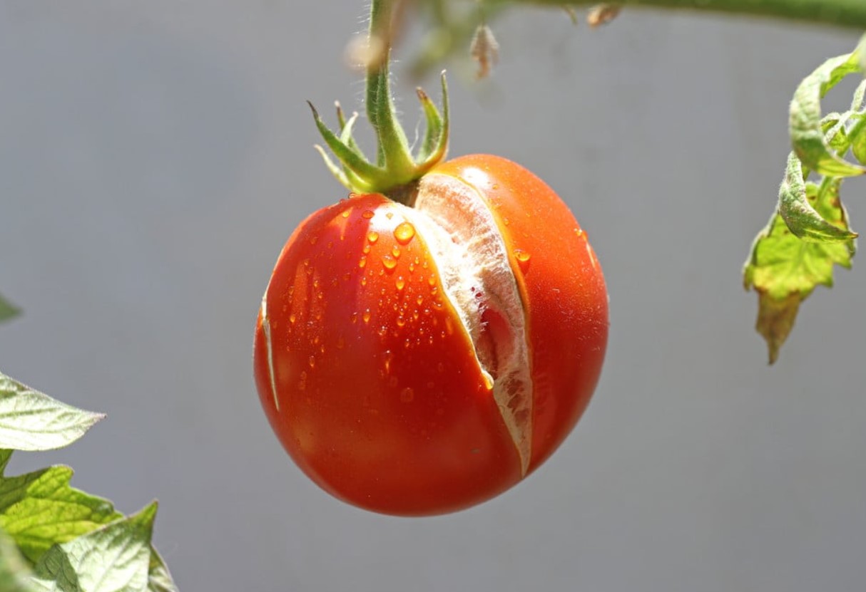 Hvad skal man gøre, hvis tomaterne på busken sprækker: ændr vandingsregimet