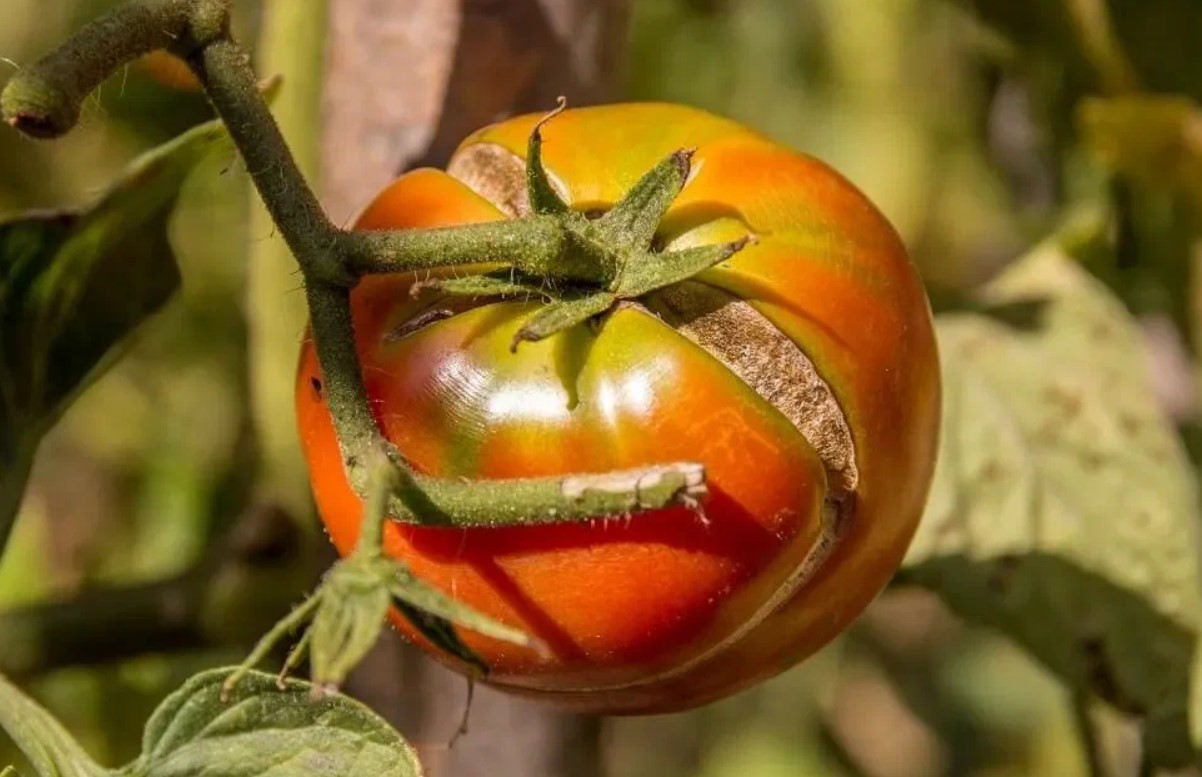 Hvad skal man gøre, hvis tomaterne på busken sprækker: ændr vandingsregimet