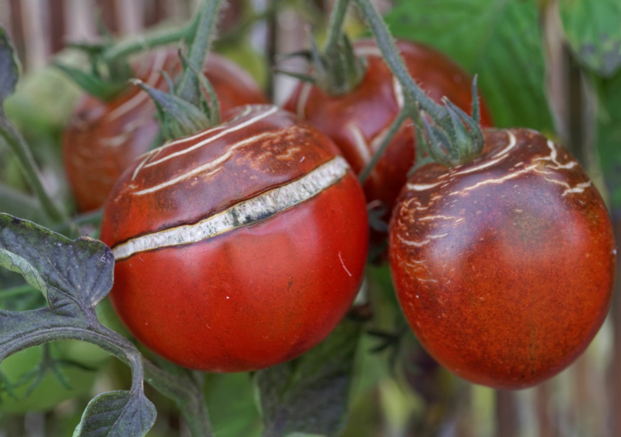 Hvad skal man gøre, hvis tomaterne på busken sprækker: ændr vandingsregimet