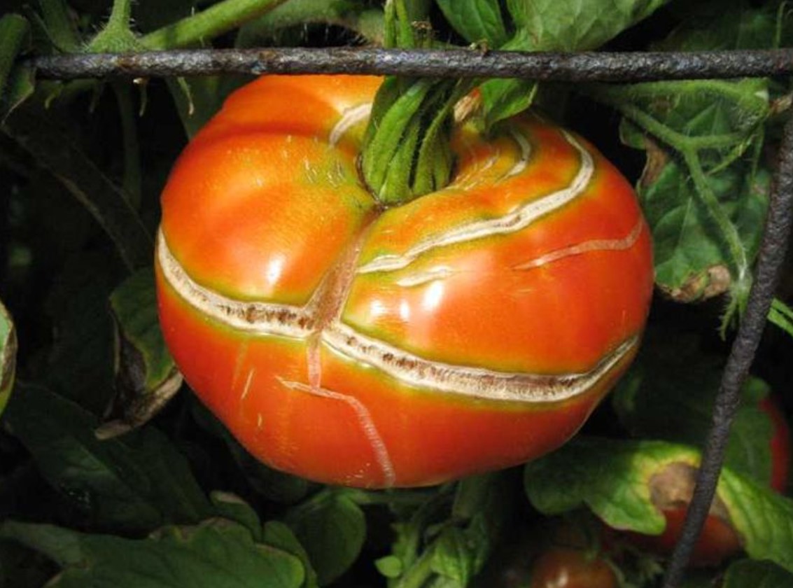 Hvad skal man gøre, hvis tomaterne på busken sprækker: ændr vandingsregimet