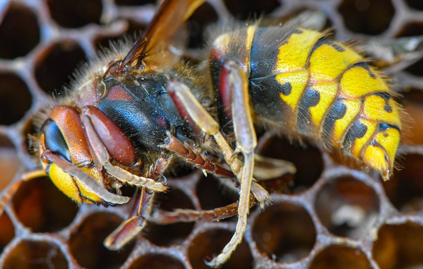 Massiv udryddelse af insekter fører til katastrofe