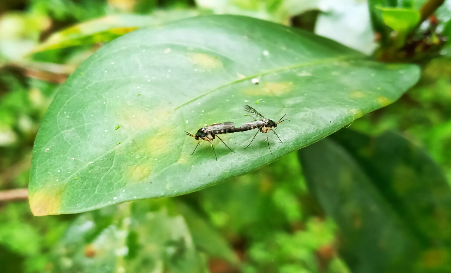 Massiv udryddelse af insekter fører til katastrofe