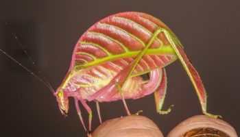 Massiv udryddelse af insekter fører til katastrofe