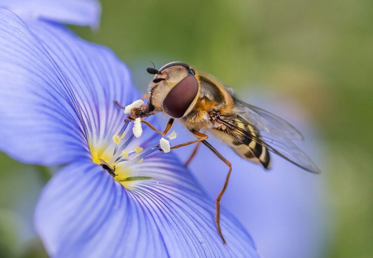 Massiv udryddelse af insekter fører til katastrofe
