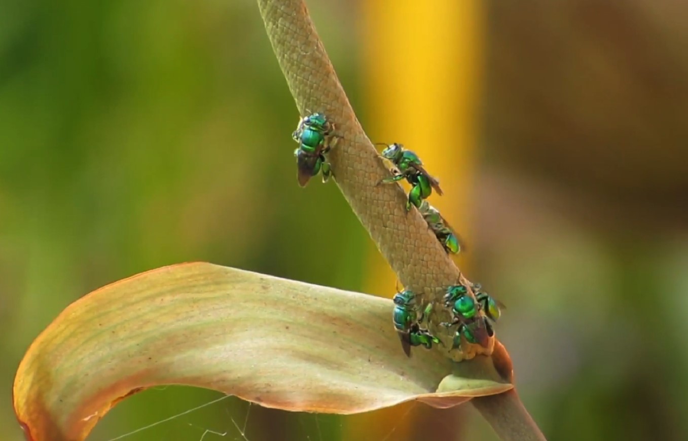 Massiv udryddelse af insekter fører til katastrofe