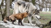 Naturens hemmelighed: kan ulve og ræve få afkom – sandheden er for nylig kommet frem