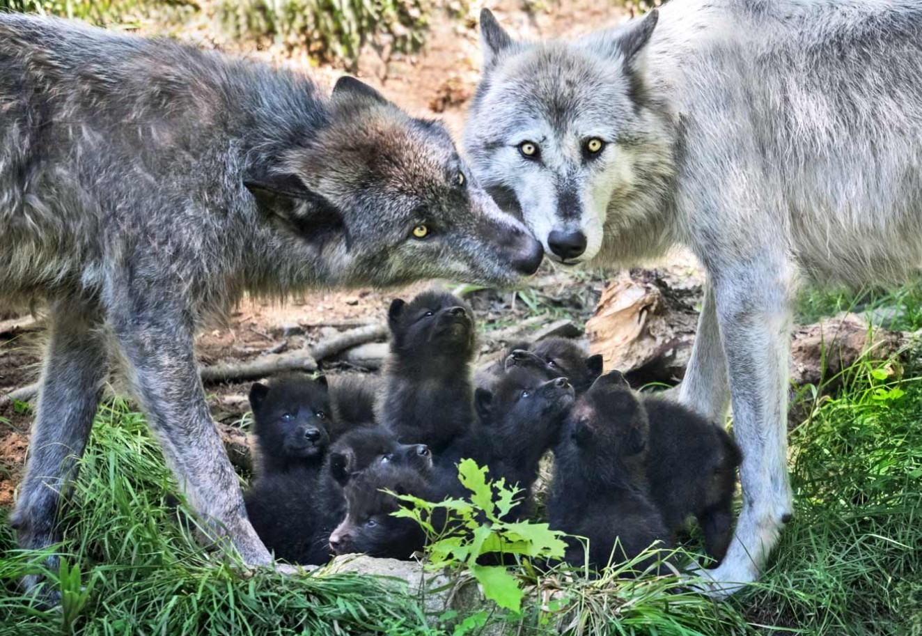 Moderen, der flygter: hvad får ulve til at efterlade deres unger i hulen?
