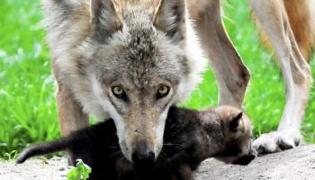 Moderen, der flygter: hvad får ulve til at efterlade deres unger i hulen?