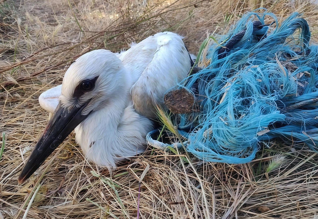 Dræber i reden: hvordan unge storke bliver kvalt af plastik