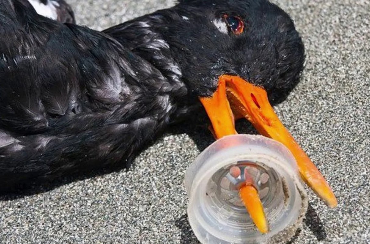 Dræber i reden: hvordan unge storke bliver kvalt af plastik