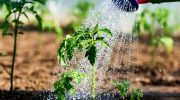 Ekspert giver tips til at holde planter i live under hedebølgen