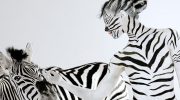 Hvorfor har zebraer striber? Det vidste du helt sikkert ikke
