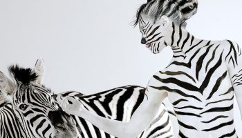 Hvorfor har zebraer striber? Det vidste du helt sikkert ikke
