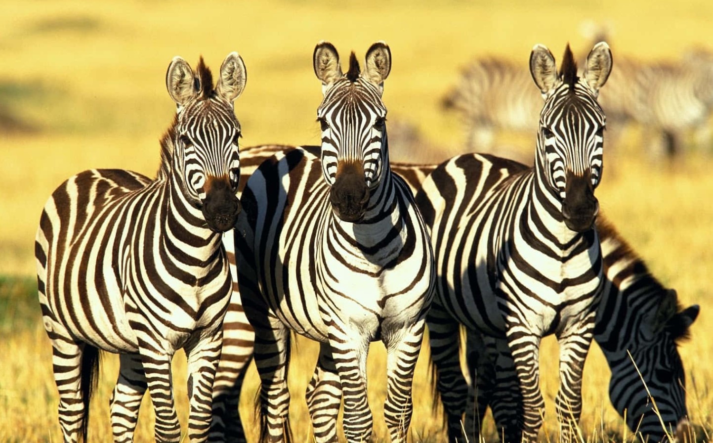 Hvorfor har zebraer striber? Det vidste du helt sikkert ikke