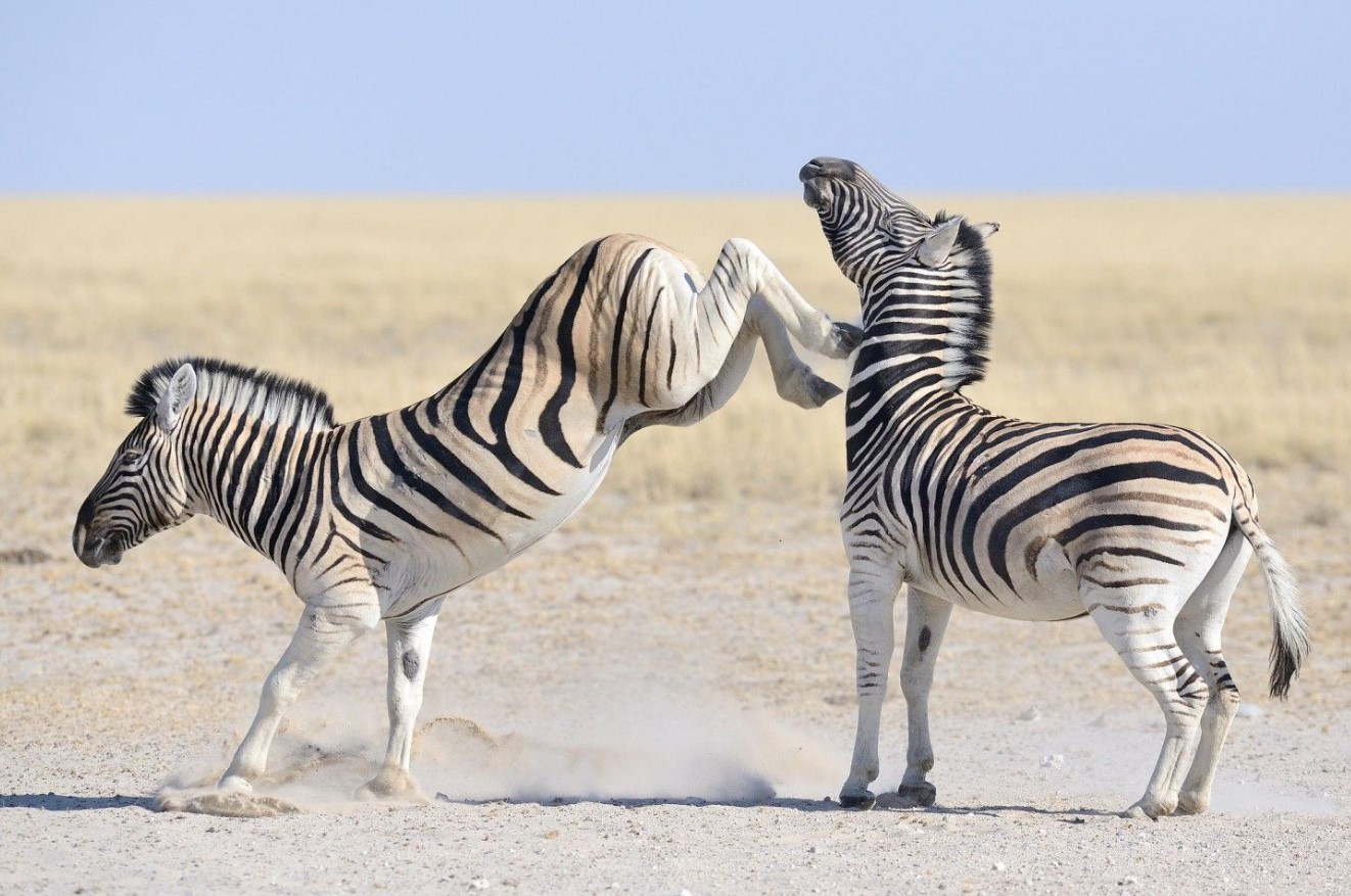 Zebra: uskyldige heste viste sig at være hårdere end flodheste