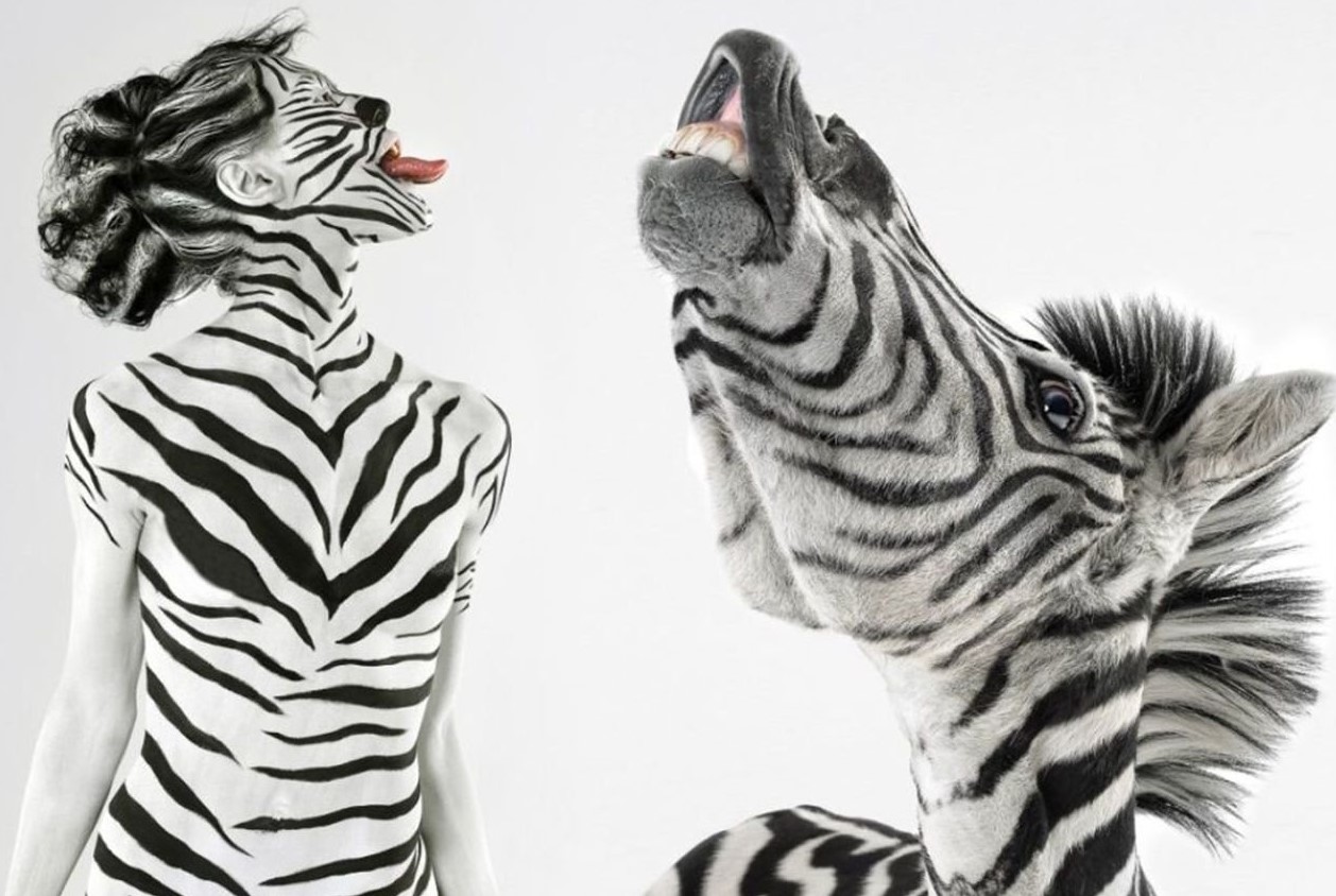 Hvorfor har zebraer striber? Det vidste du helt sikkert ikke